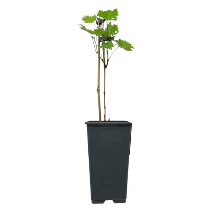 Vitis Vinifera Vanessa M15_0