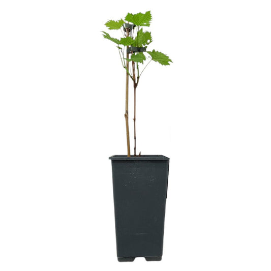 Vitis Vinifera Vanessa M15_0