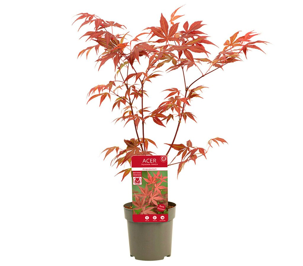Acer Palmatum Atropurpureum M10 35cm_2