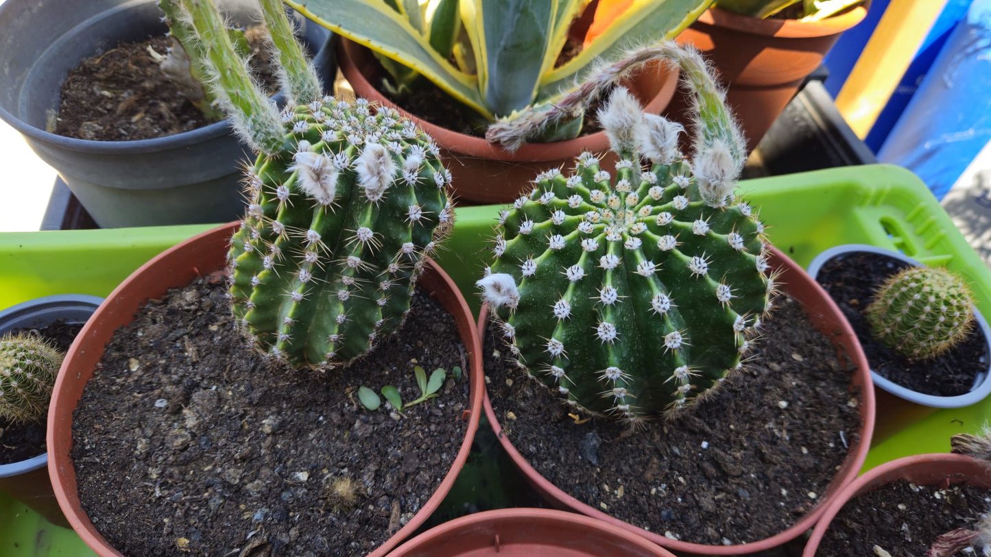 Cactus Echinopsis Oxygona (cactus Erizo Americano). Maceta Grande (17cm.)._4