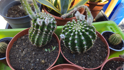 Cactus Echinopsis Oxygona (cactus Erizo Americano). Maceta Grande (17cm.)._4
