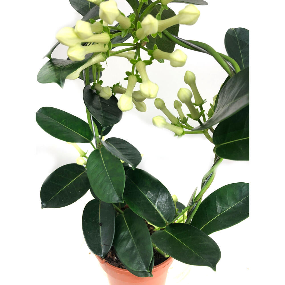Stephanotis Floribunda M12 (jazmín De Madagascar)_1