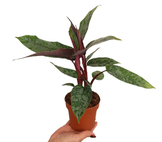 Apoballis Acuminatissima M12_0