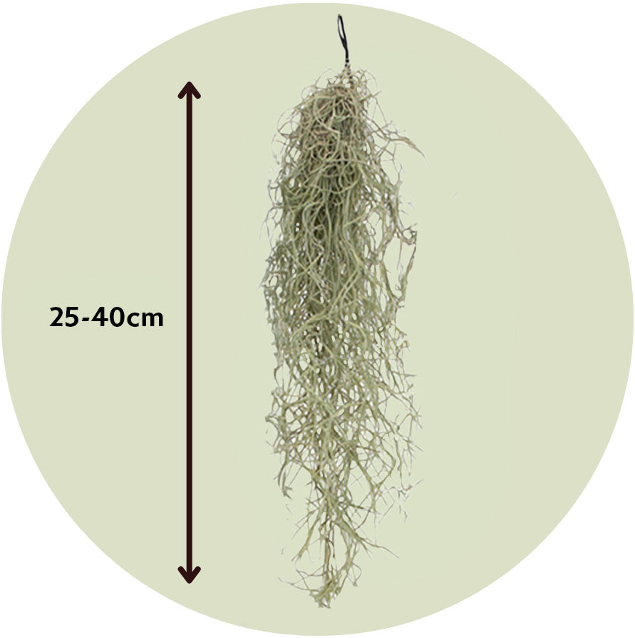 Claveles De Aire - 6 Pzs - Tillandsia Usneoides - Altura 25-40cm - ⌀5cm