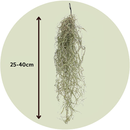 Claveles De Aire - 6 Pzs - Tillandsia Usneoides - Altura 25-40cm - ⌀5cm
