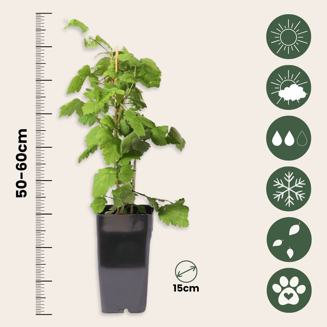 Frambuesa Japonesa - Set De 2 - Rubus Phoenicolasius - Altura 50-60cm - Ø15cm_2