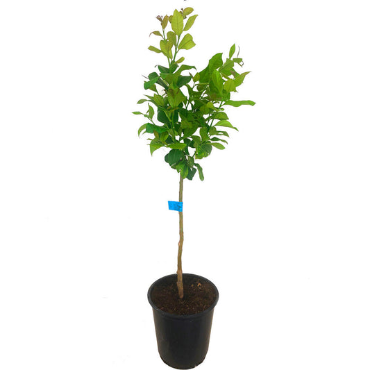 Limonero 4 Estaciones M28 130cm (injertado En Verna)_0