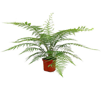 Dicksonia Antartica M24 50-70cm