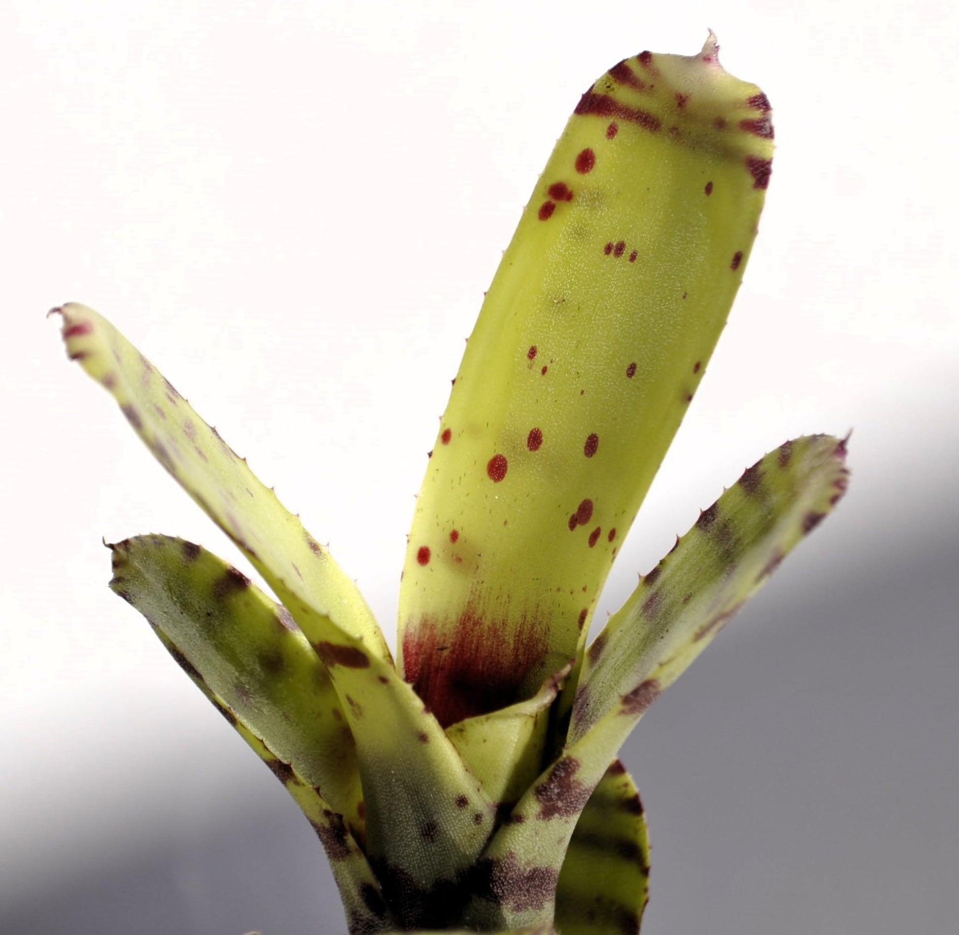 Neoregelia ampullacea tigrina; bromelia punteada; Curiosarium; altura 15-18 cm, diámetro 5-8 cm, sin sustrato_0