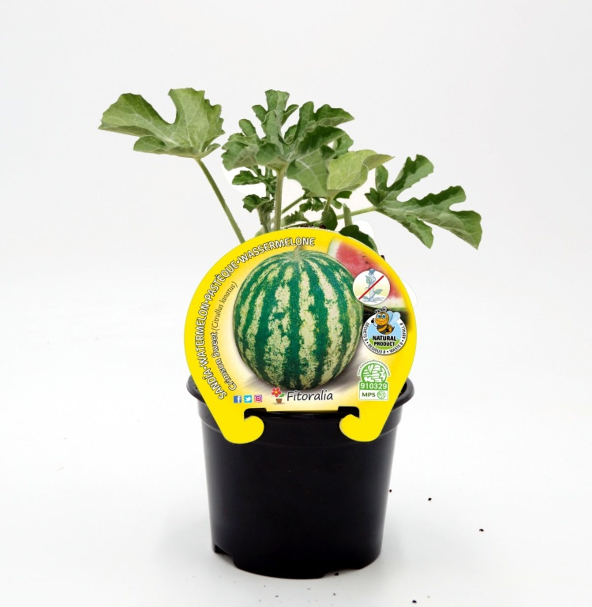 Plantón sandía Crimson Sweet en maceta 10,5 cm. natural - Fitoralia_0
