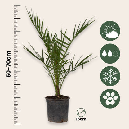 Mezcla De Palmeras Al Aire Libre - 6 Pzs - Altura 50-70cm - ⌀15cm_2