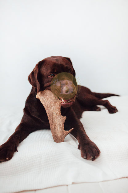 Bimordiscos Box Nature Lovers Pack De Astas Para Perros Y Cuernos Para Perros_1