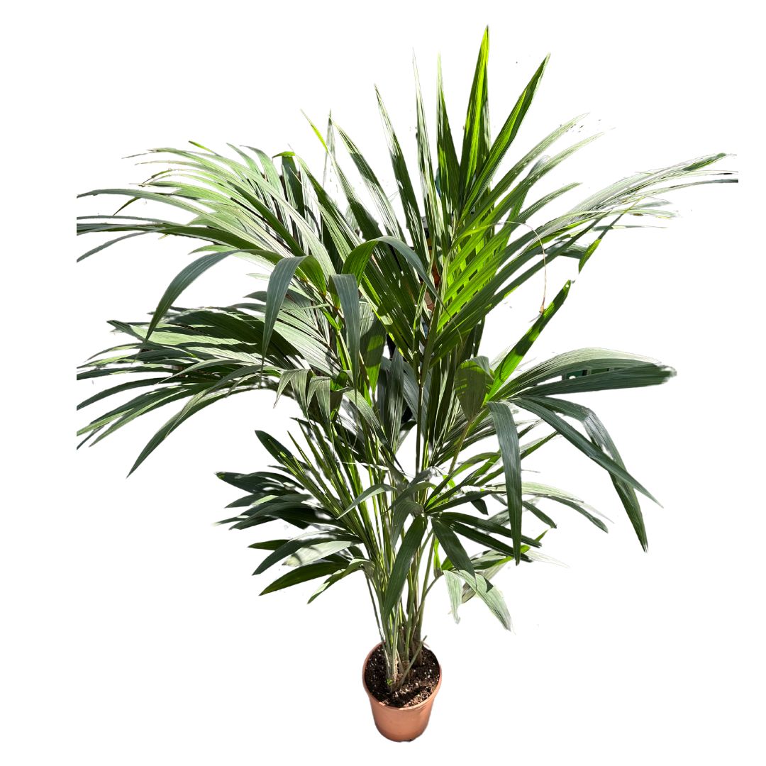 Kentia Palmera De Salón (howea Forsteriana)_0