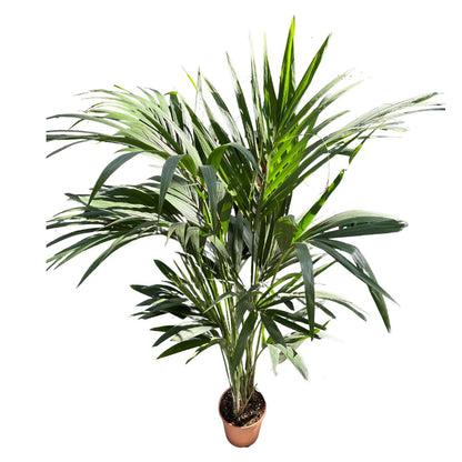 Kentia Palmera De Salón (howea Forsteriana)_0