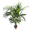 Kentia Palmera De Salón (howea Forsteriana)