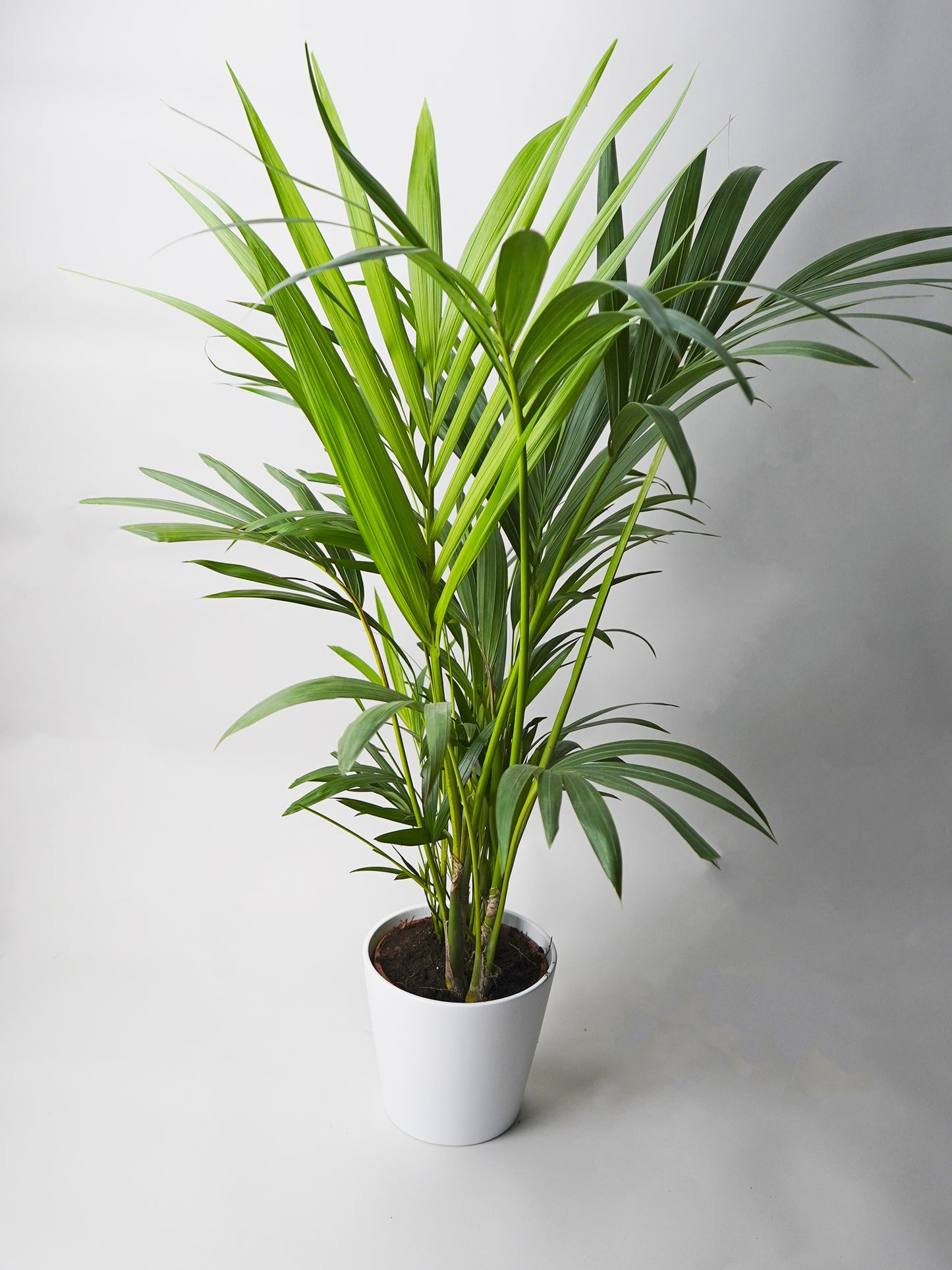 Palmera Kentia | Altura 110cm - Maceta 19cm
