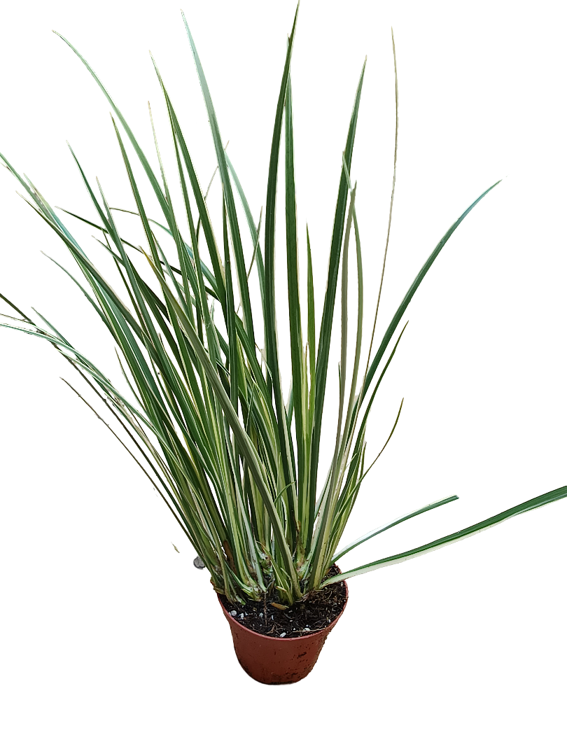 Acorus Gramineus Aureo Variegata Planta Palustre Ø8