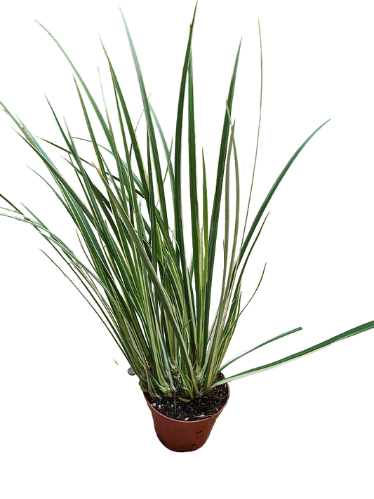 Acorus Gramineus Aureo Variegata Planta Palustre Ø8