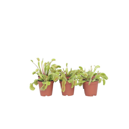 Atrapamoscas De Venus - 6 Pzs - Dionaea Muscipula - Altura 5-15cm - ⌀55cm_0