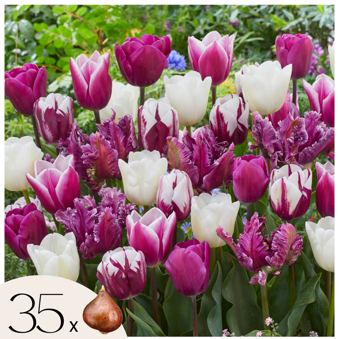 Bulbos De Tulipán - 35 Pzs - Tulipa 'pastel' - Bulbos De Flores_0