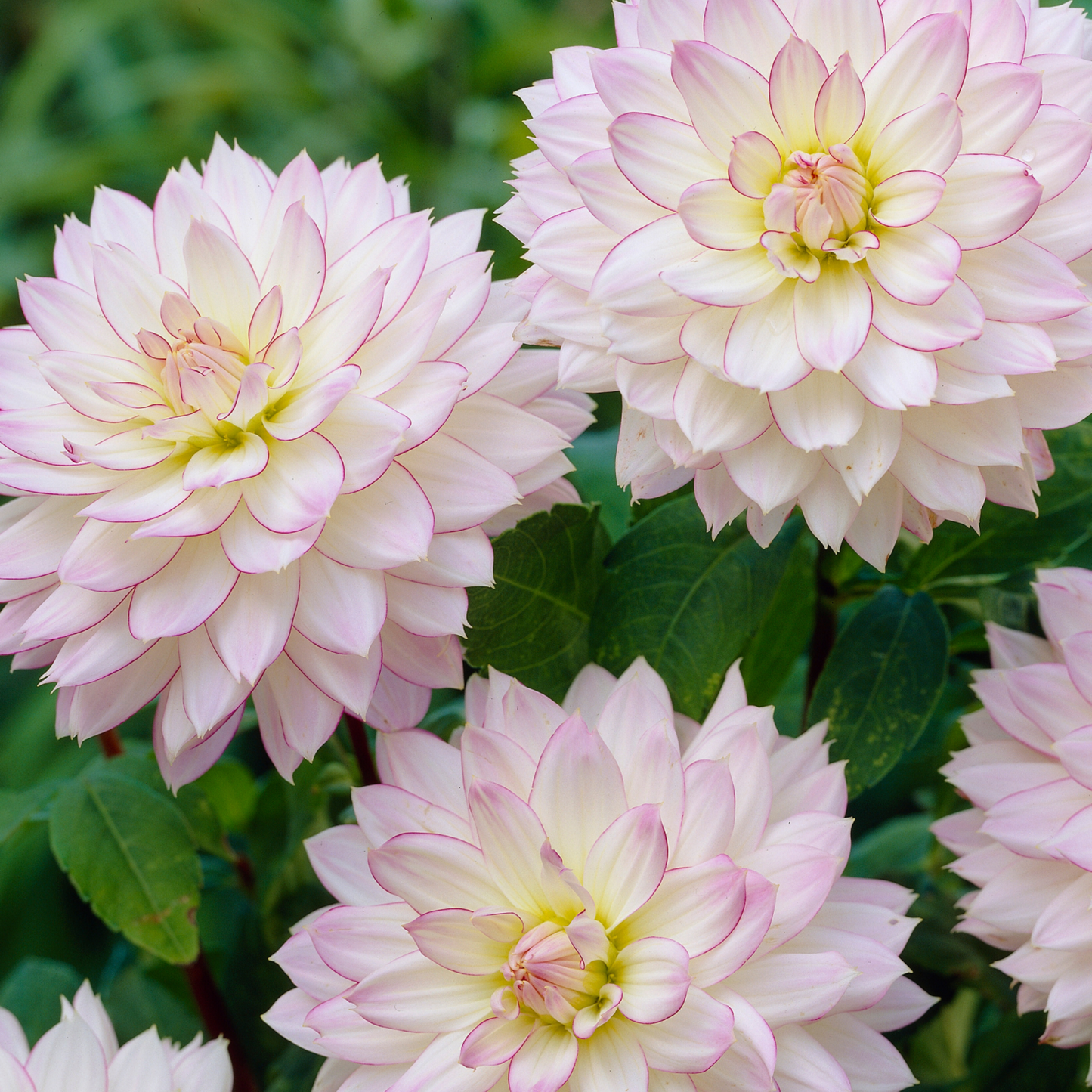 Tubérculos De Dalia - 4 Pzs - Dahlia 'salmon Love' - Rosa_1