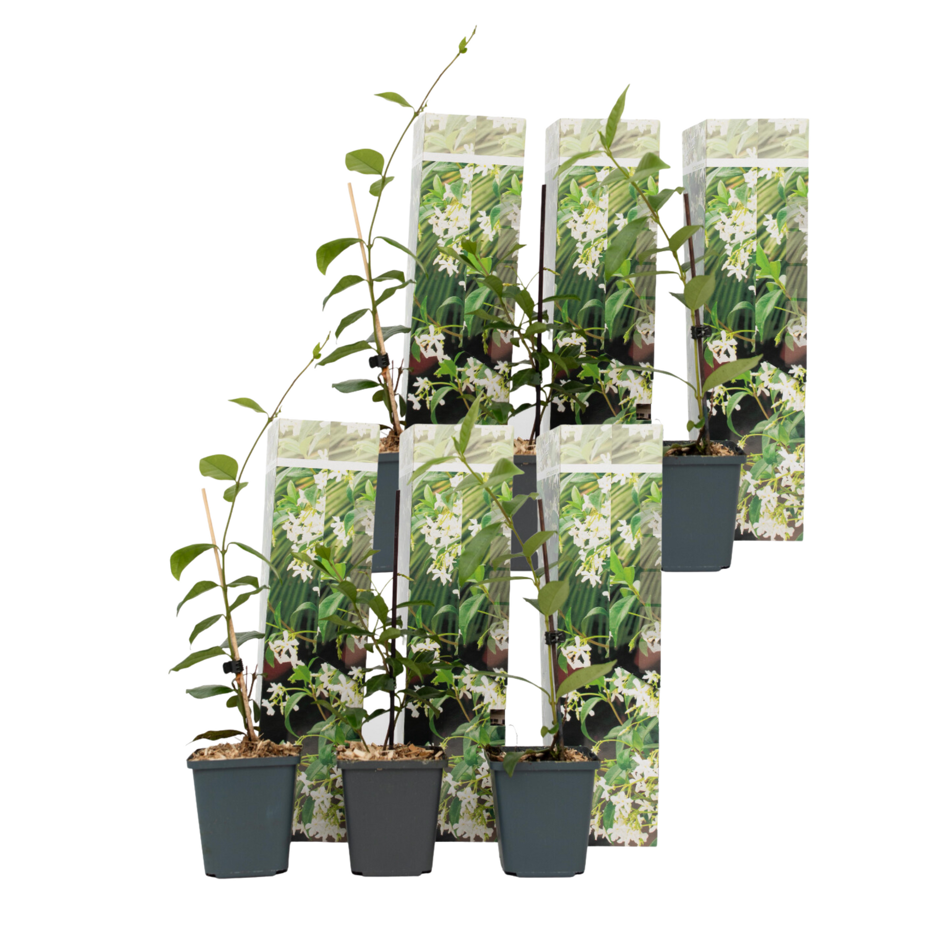 Jazmín Estrellado - 6 Pzs - Trachelospermum Jasminoides - Altura 25-40cm - ⌀9cm
