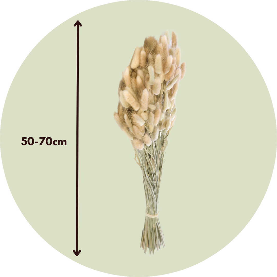 Flores Secas - Ramo 'lagurus Bunny Ears'_2