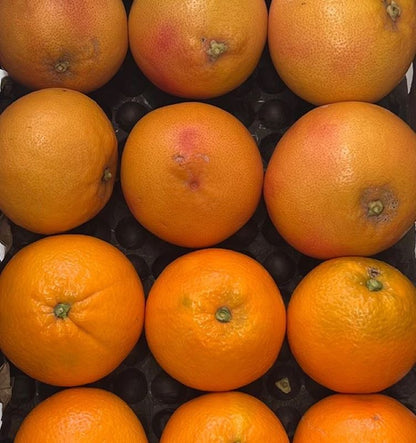 Mix Pomelos Y Naranjas Valencianas De Temporada Tropitop Caja 4kg_3