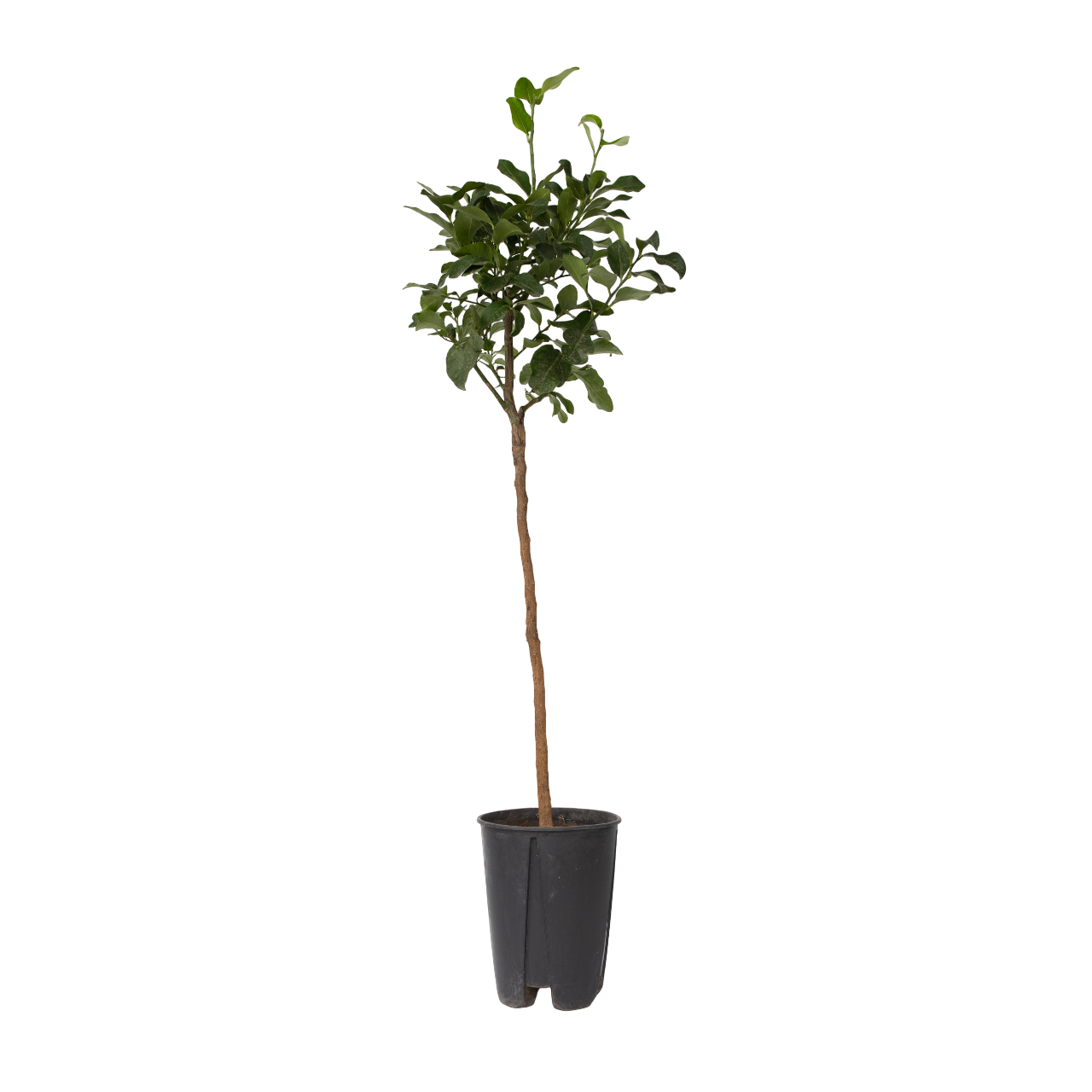 Árbol De Limón - Citrus Limon - Altura 100-120cm - ⌀19cm_0