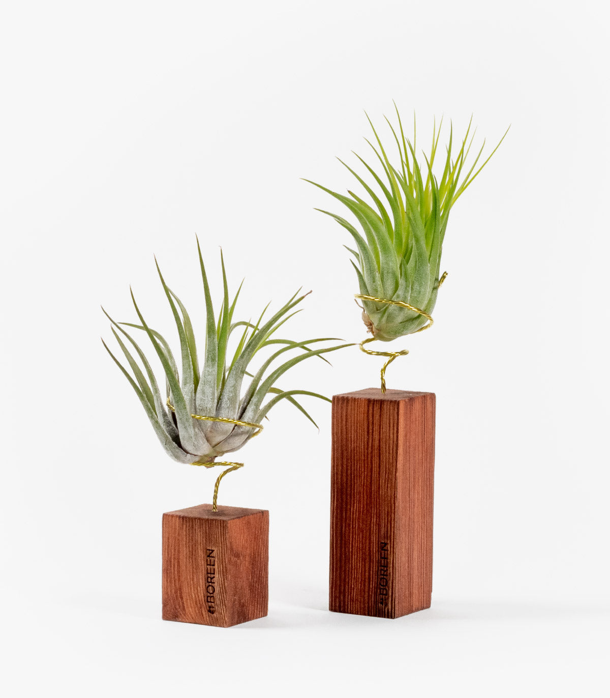 Pack: Dos Plantas De Aire Tillandsia Rubra Con Listón De Madera 5 Y 10cm_0
