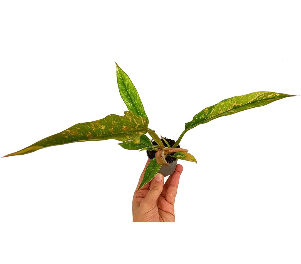 Philodendron Ring On Fire M6_1