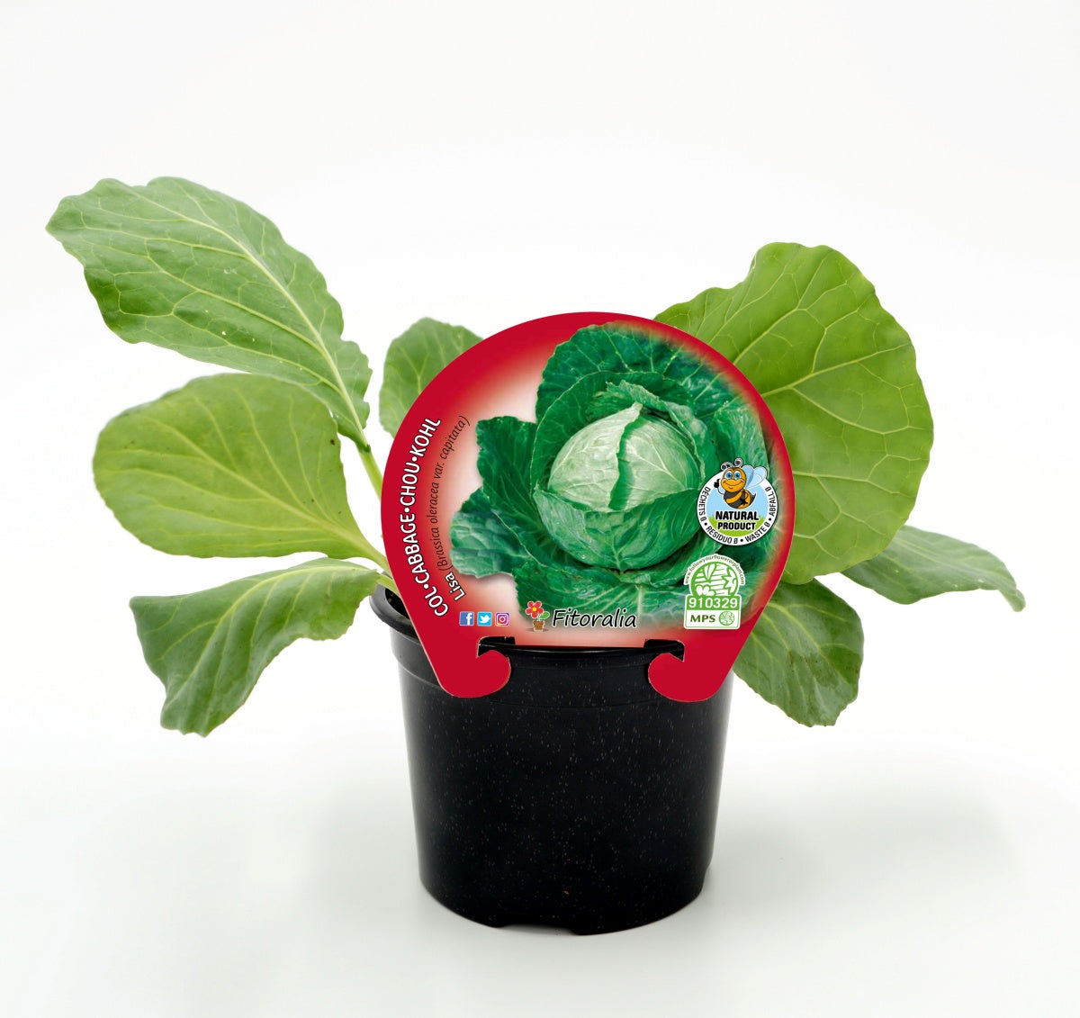 Plantón De Col Redonda Lisa Natural En Maceta De 10,5 Cm. - Fitoralia