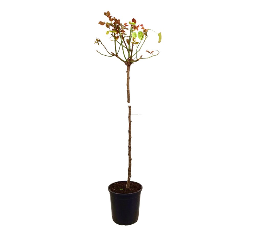 Rosal De Copa M25 140-160cm_0