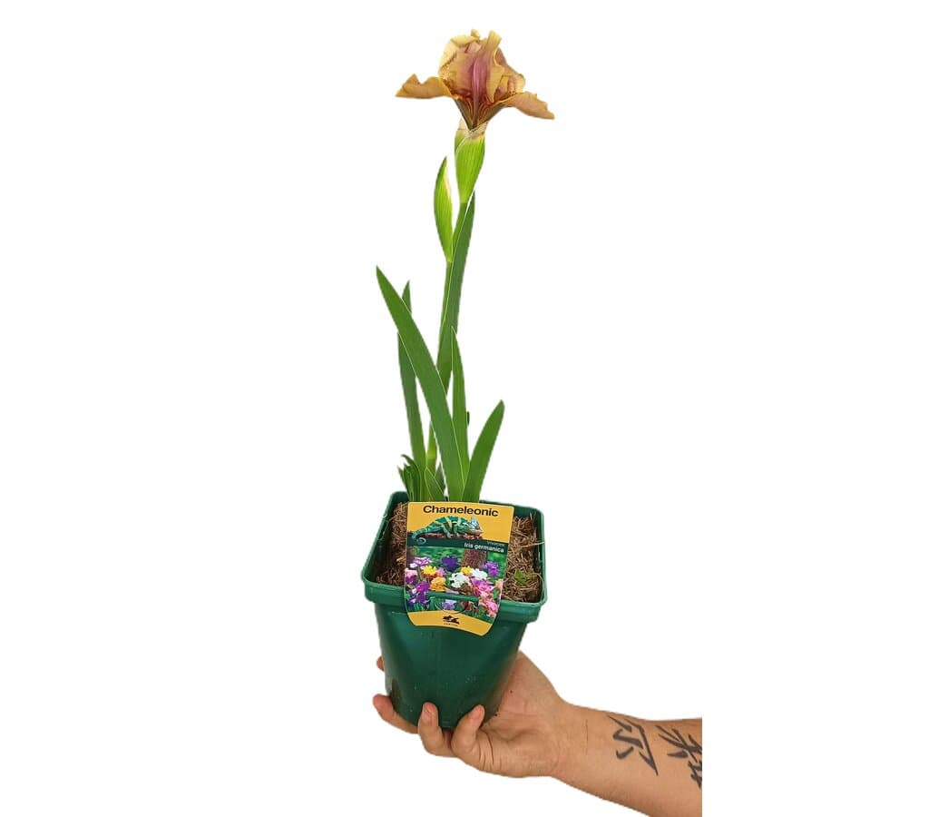 Iris Germanica M14 (lirio)_0