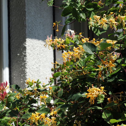 Madreselva - 2 Pzs - Lonicera Henryi 'copper Beauty' - Altura 110-120cm - ⌀17cm