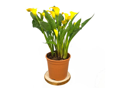 Calla M17 Lirio Colores_4