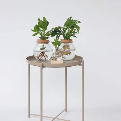 Copey Rosado - Clusia Rosea 'princess' - Altura 15-20cm - ⌀8cm