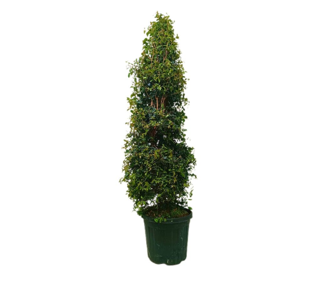 Eugenia Myrtifolia M40 170-180cm_0