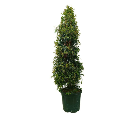 Eugenia Myrtifolia M40 170-180cm_0