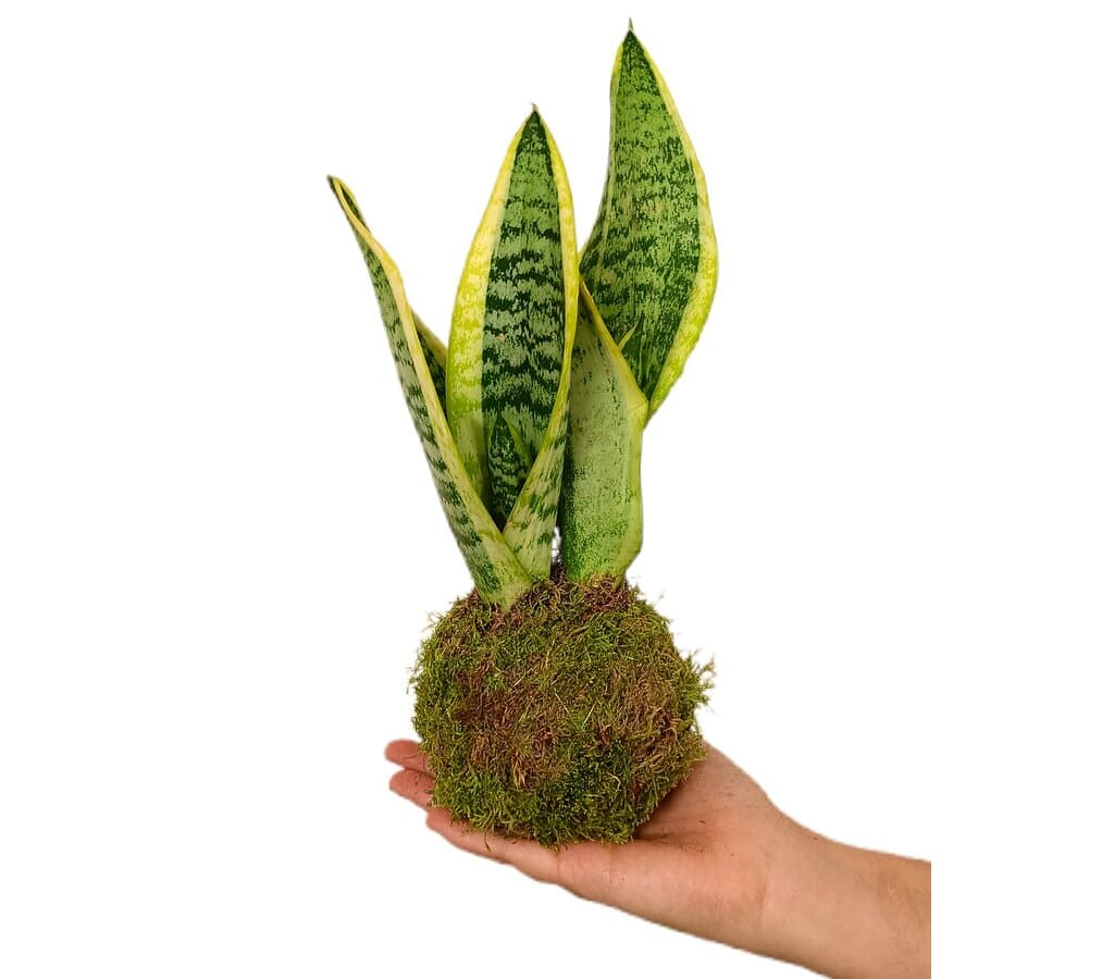 Kokedama Sansevieria 15cm_0