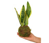 Kokedama Sansevieria 15cm