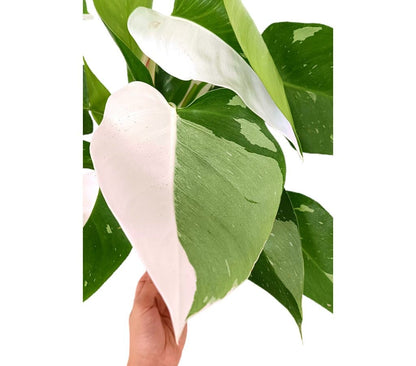 Philodendron White Princess Variegata M17