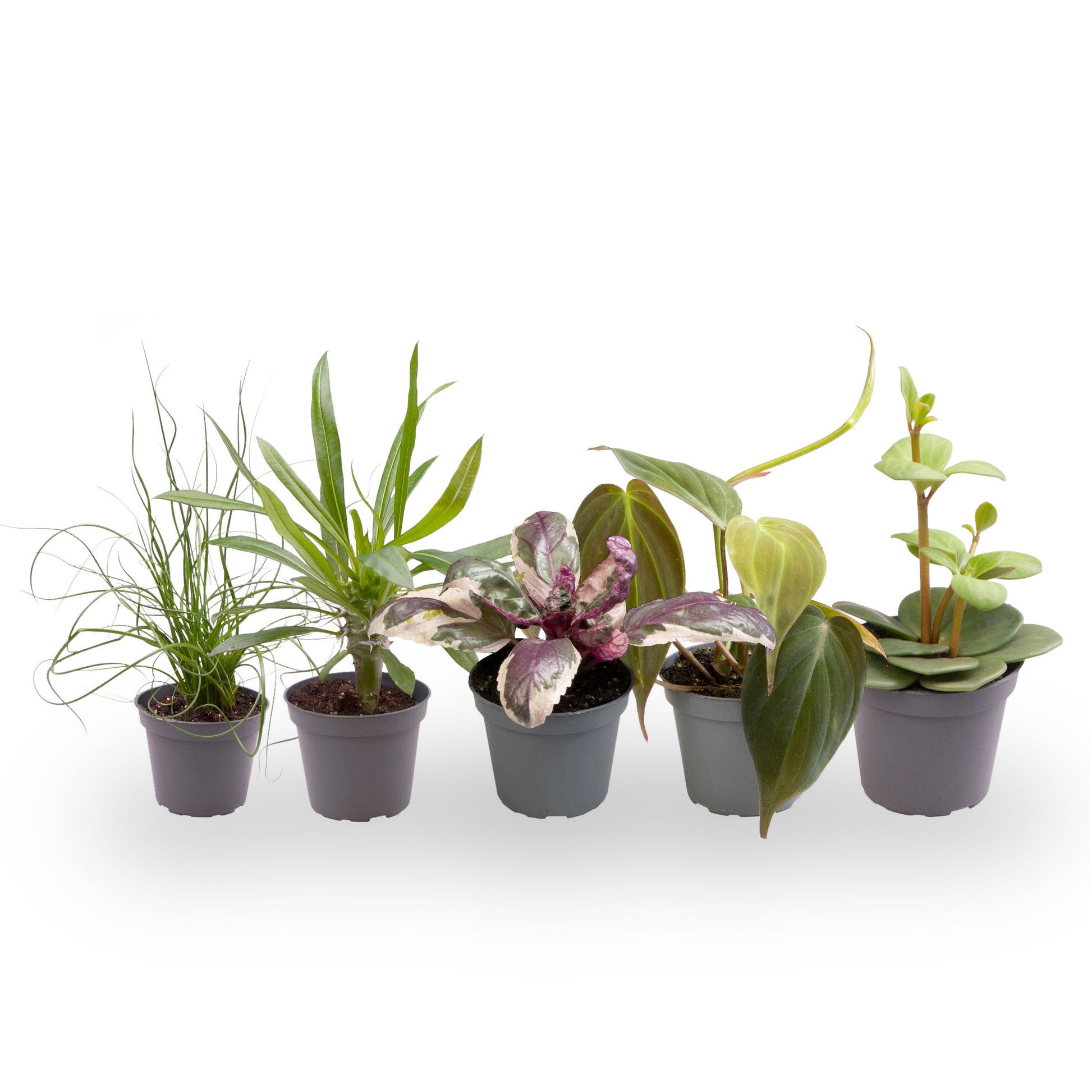 Pack 5 Plantas Baby M6 Variadas_3