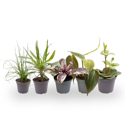Pack 5 Plantas Baby M6 Variadas_3