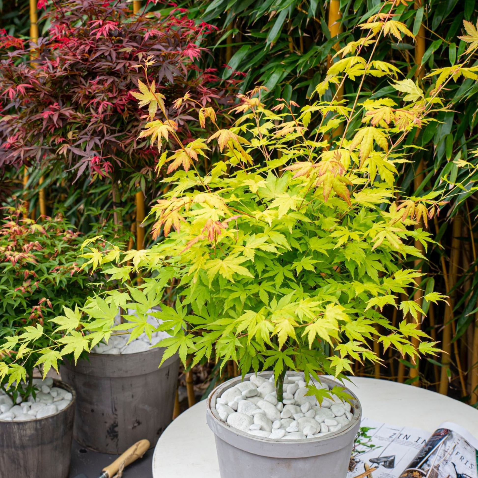 Arce Japonés - 2 Pzs - Acer Palmatum 'orange Lace' - Altura 60-70cm - ⌀19cm