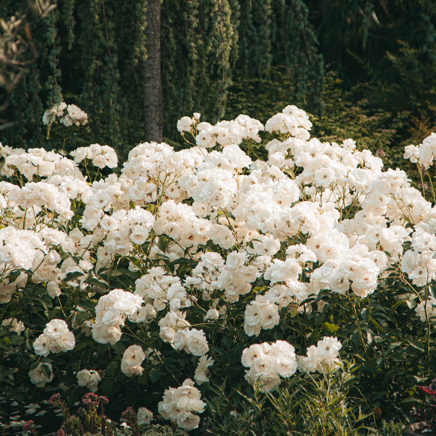 Rododendro - 3 Pzs - Rhododendron 'cunningham's White' - Altura 25-40cm - ⌀9cm