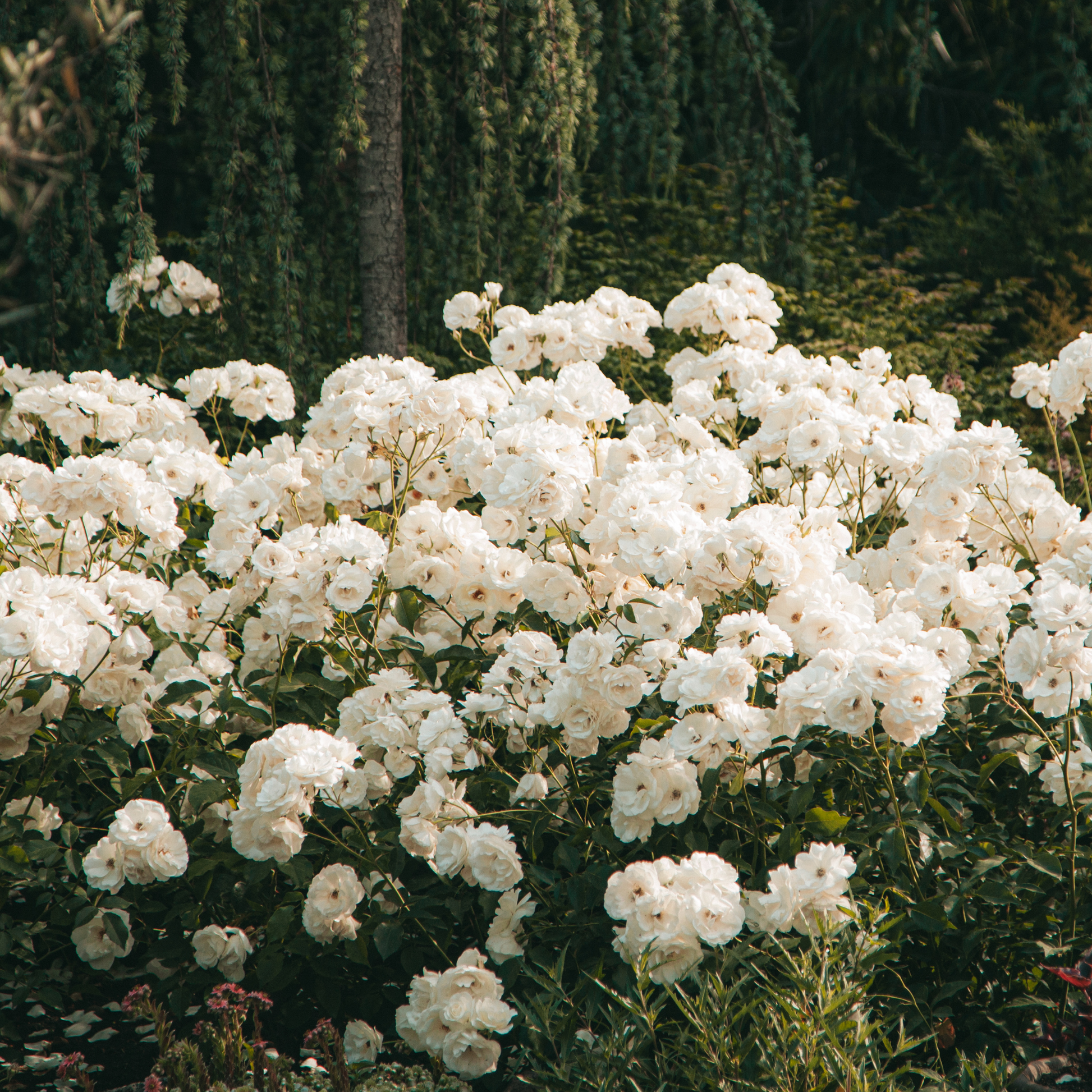 Rododendro - 3 Pzs - Rhododendron 'cunningham's White' - Altura 25-40cm - ⌀9cm