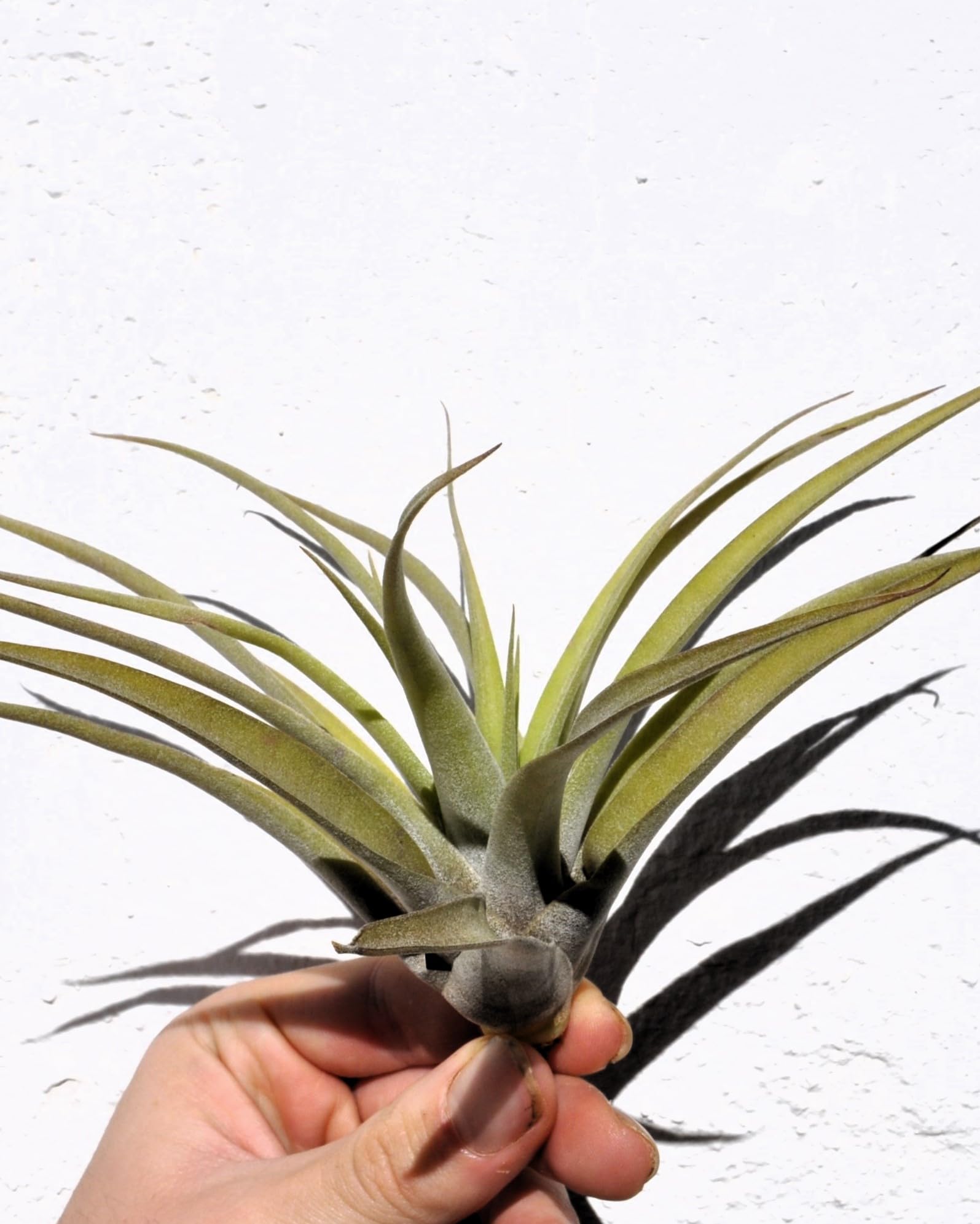 Tillandsia capitata 'Peach'; tillandsia melocotón, planta del aire; Curiosarium; altura 10-20 cm, Diámetro 12-25 cm_1