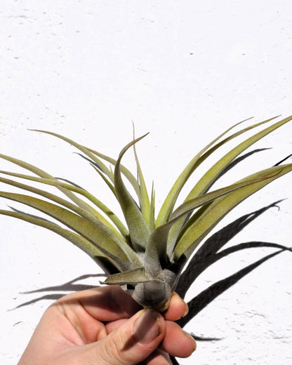 Tillandsia capitata 'Peach'; tillandsia melocotón, planta del aire; Curiosarium; altura 10-20 cm, Diámetro 12-25 cm_1