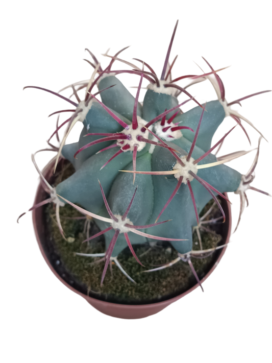 Ferocactus Emory Cactus Ø13 Planta Para Sol_0